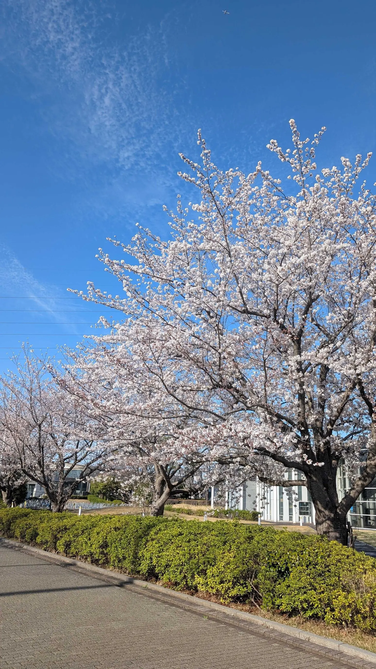 進学・就職のイメージ